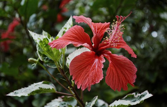 10個(gè)PR剪輯技巧，提高你的剪輯效率